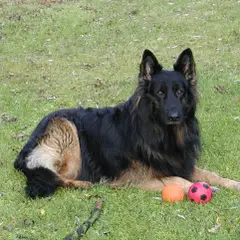 Altdeutscher Schäferhund - Photo 6