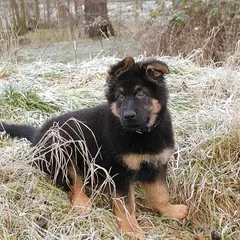 Altdeutscher Schäferhund - Photo 7
