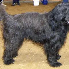 Katalanischer Schäferhund - Foto 2
