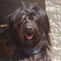 Katalanischer Schäferhund - Foto 3