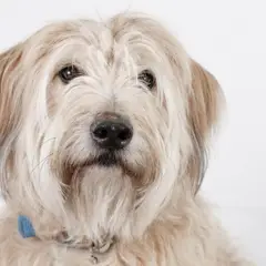 Katalanischer Schäferhund - Foto 4