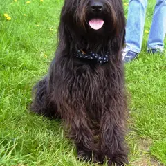 Katalanischer Schäferhund - Foto 5