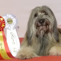 Katalanischer Schäferhund - Foto 6