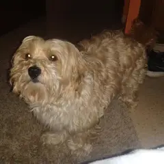 Katalanischer Schäferhund - Foto 7