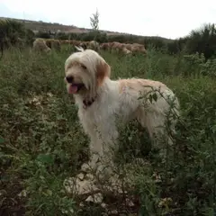 Katalanischer Schäferhund - Foto 8