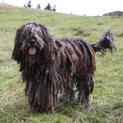 Bergamasco Sheepdog - Photo 2
