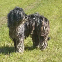 Bergamasco Sheepdog - Photo 3