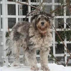 Bergamasco Sheepdog - Photo 4