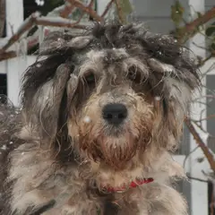 Bergamasco Sheepdog - Photo 5
