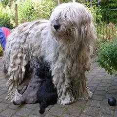 Bergamasco Sheepdog - Photo 6