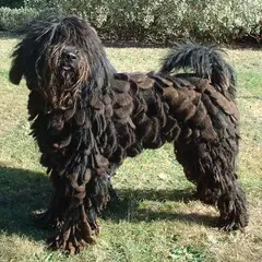 Bergamasco Sheepdog - Photo 7