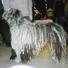 Bergamasco Sheepdog - Photo 8