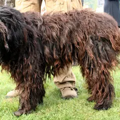 Bergamasco Sheepdog - Photo 9