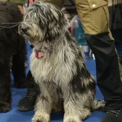 Bergamasco Sheepdog - Photo 10