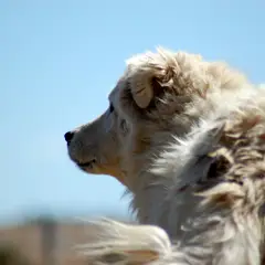 Pastor de Maremma e Abruzos - Foto 4