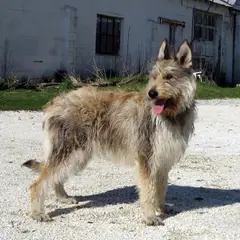 Pastore della Piccardia - Foto 5