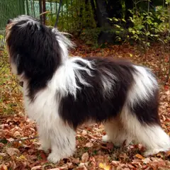 Polish Lowland Sheepdog - Photo 2