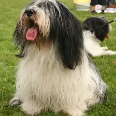 Polish Lowland Sheepdog - Photo 3