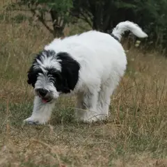 Polish Lowland Sheepdog - Photo 4