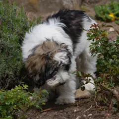 Polish Lowland Sheepdog - Photo 5