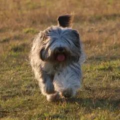 Polish Lowland Sheepdog - Photo 6