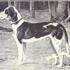 Deutsche Bracke - Foto 2