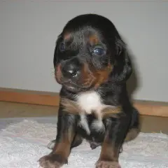 Tiroler Bracke - Foto 3
