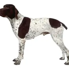 Franse Pointer - Foto 2