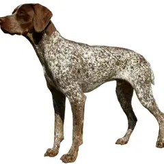 Franse Pointer - Foto 3