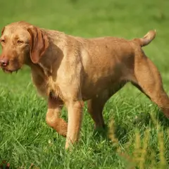 Wirehaired Vizsla - Photo 2