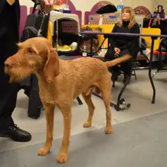 Wirehaired Vizsla - Photo 3