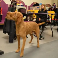 Wirehaired Vizsla - Photo 4