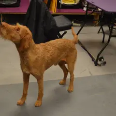 Wirehaired Vizsla - Photo 5