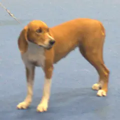 Sabueso de Hygen - Foto 2