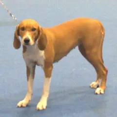 Sabueso de Hygen - Foto 3