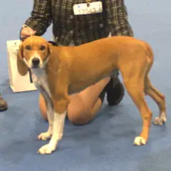 Sabueso de Hygen - Foto 5