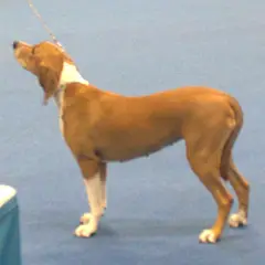 Sabueso de Hygen - Foto 6
