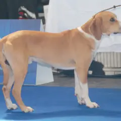 Sabueso de Hygen - Foto 7