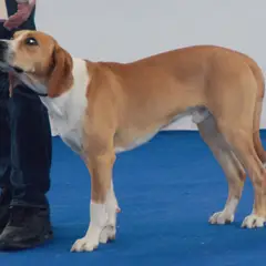 Sabueso de Hygen - Foto 10