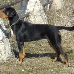 Transylvanischer Laufhund - Foto 2