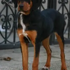 Transylvanischer Laufhund - Foto 3
