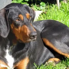 Transylvanischer Laufhund - Foto 4