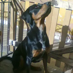 Transylvanischer Laufhund - Foto 5