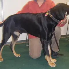Transylvanischer Laufhund - Foto 6
