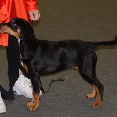 Transylvanischer Laufhund - Foto 7
