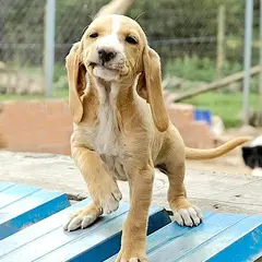 Spanischer Laufhund - Foto 2