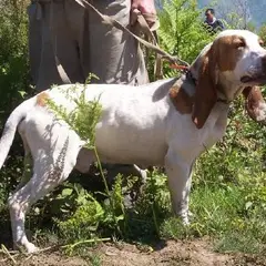 Spanischer Laufhund - Foto 3