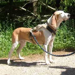 Spanischer Laufhund - Foto 4