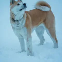 Akita Inu - Foto 1