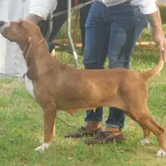 Spanischer Laufhund - Foto 5